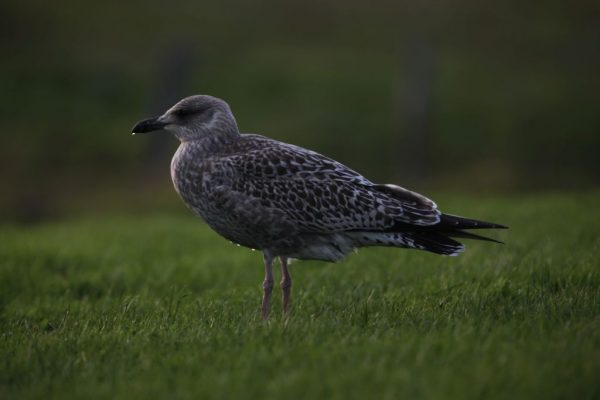 Brutzeit auf Langeneß