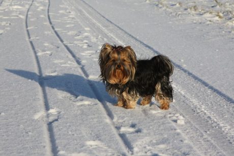 Yorkshireterrier