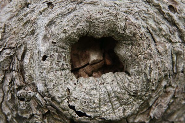 Vogelküken oder optische Täuschung