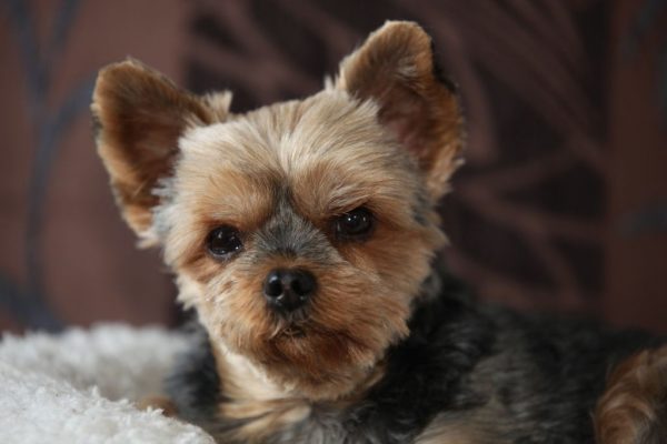 Yorkshire-Terrier