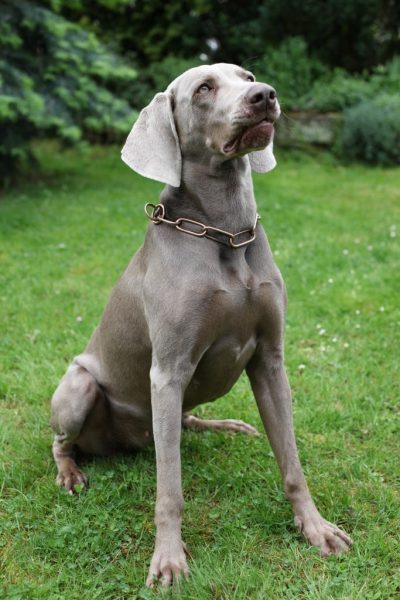 Weimaraner