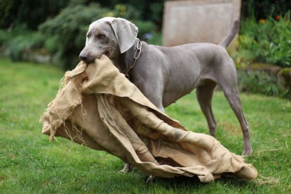 Weimaraner