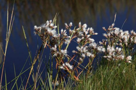 Pflanzenwelt auf der Hallig: Salzwiesen Langeneß