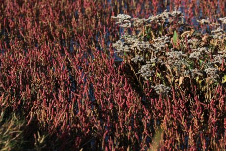Pflanzenwelt auf der Hallig: Salzwiese Hallig Langeneß