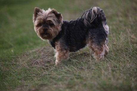 Yorkshireterrier