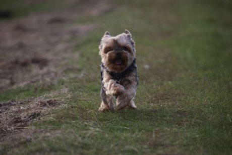 Yorkshireterrier Emmely