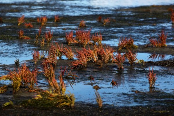 Pflanzenwelt auf der Hallig: Hallig Langeneß