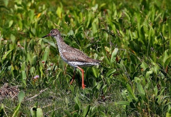 Der Vogel kann sehr angriffslustig sein
