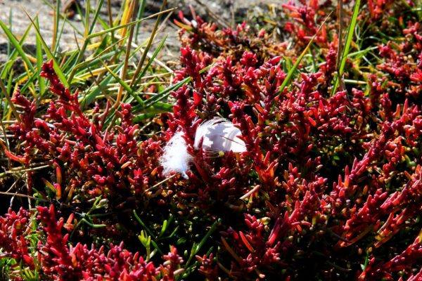 Pflanzenwelt auf der Hallig: Salzwiesenpflanze Wattenmeer