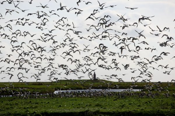 Hallig Impressionen Langeneß