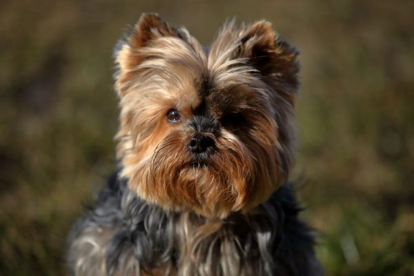 Yorkshireterrier Emmely