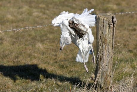 Verfängliches von der Hallig