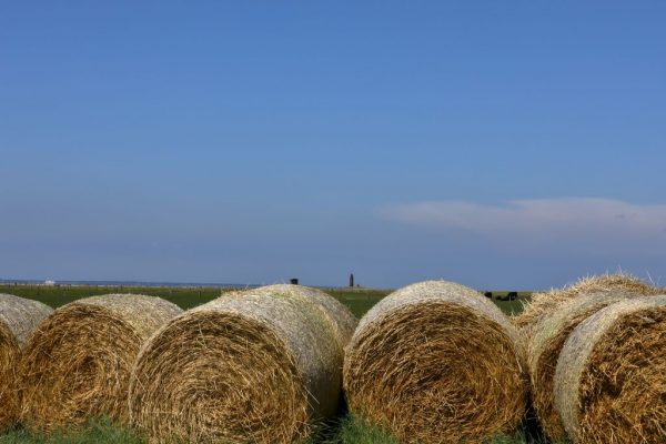 die stillen Tage vor Mittsommer