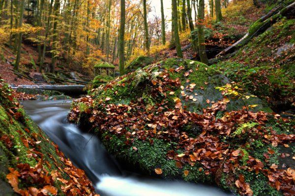 Spätherbst im Karlstal bei Trippstadt