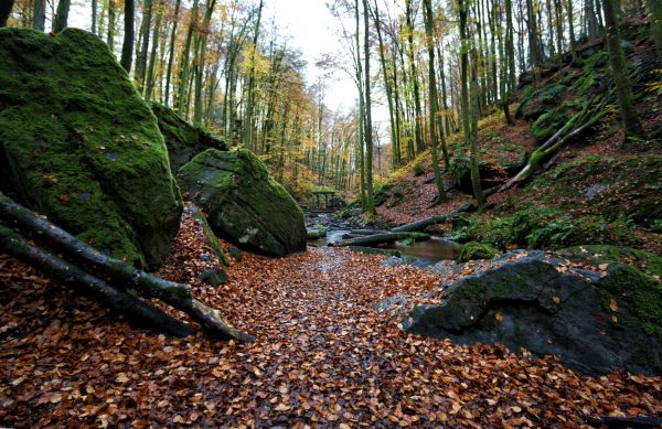 Spätherbst im Karlstal bei Trippstadt