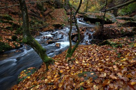 Spätherbst im Karlstal bei Trippstadt