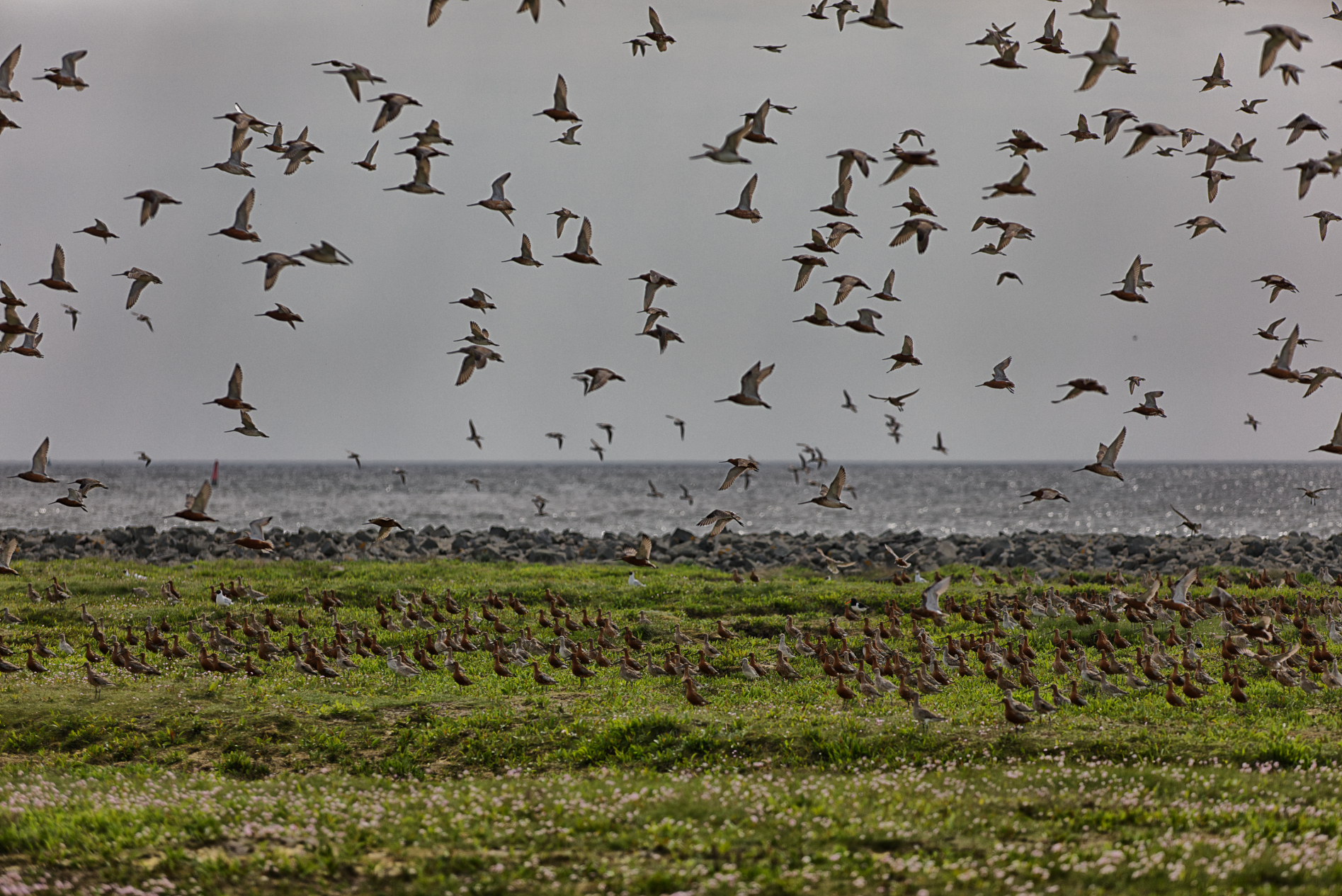 Unsere Hallig - Langeneß im Wandel