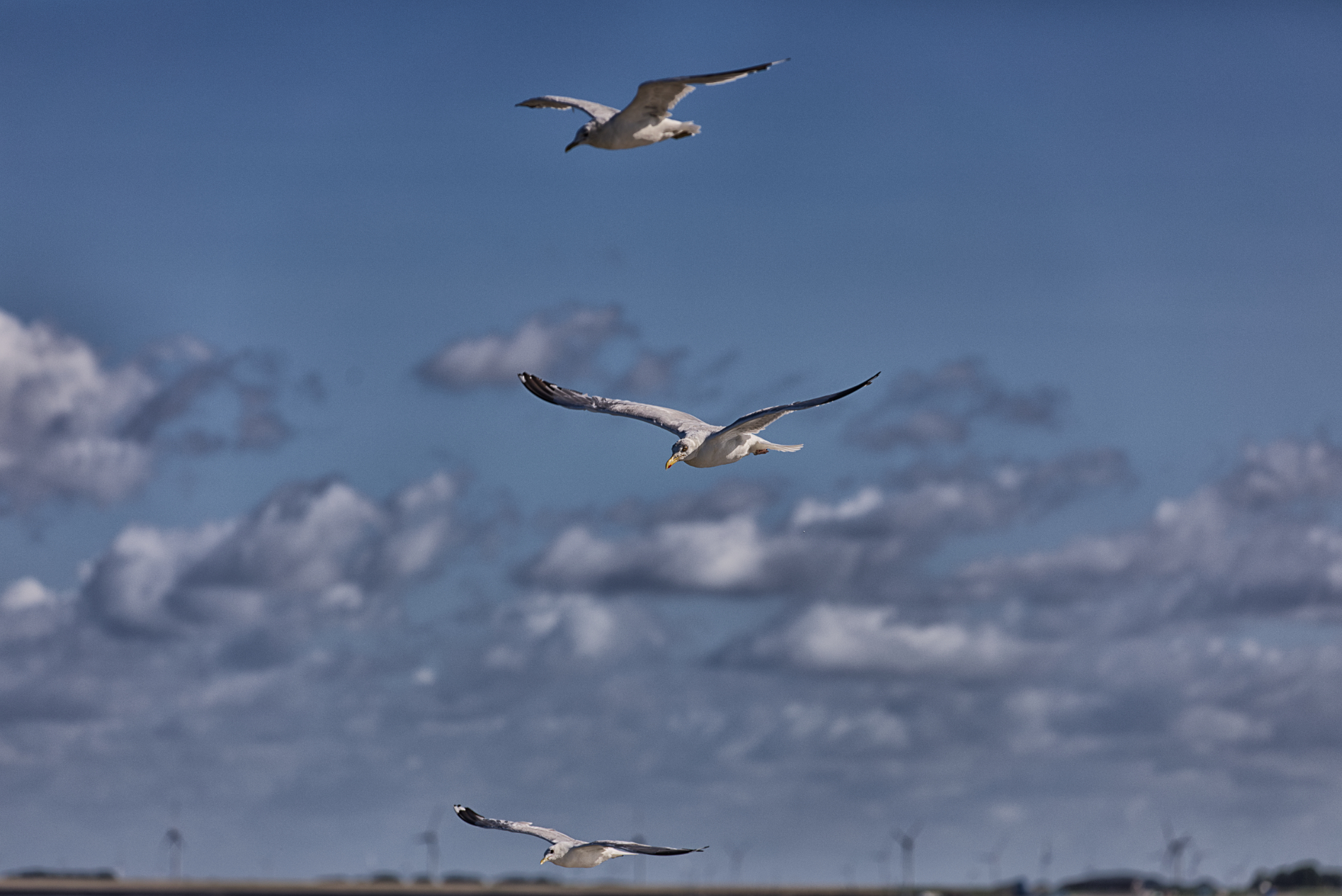 Möwen begleiten uns beim ablegen in Schlüttsiel