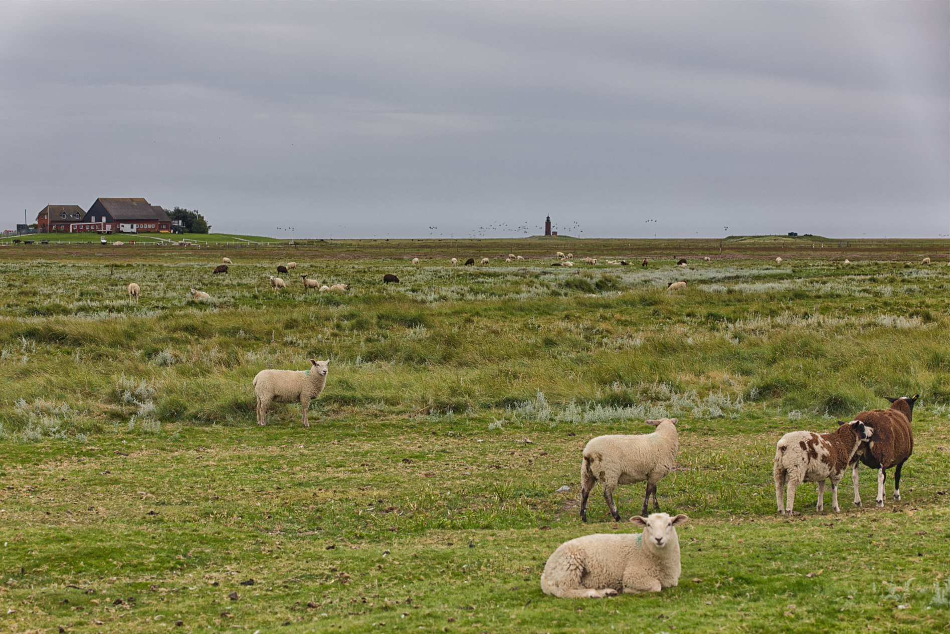 Hallig Langeneß hat uns wieder