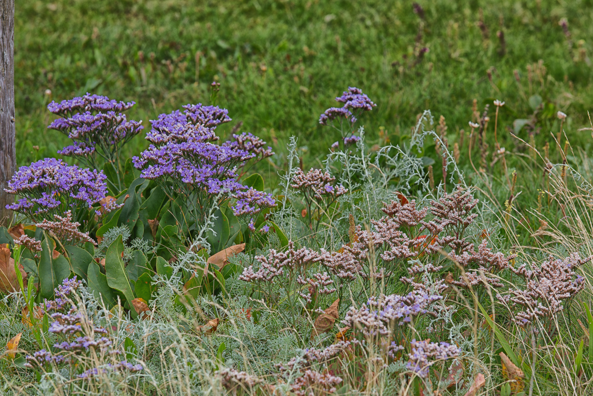 Hallig Langeneß hat uns wieder