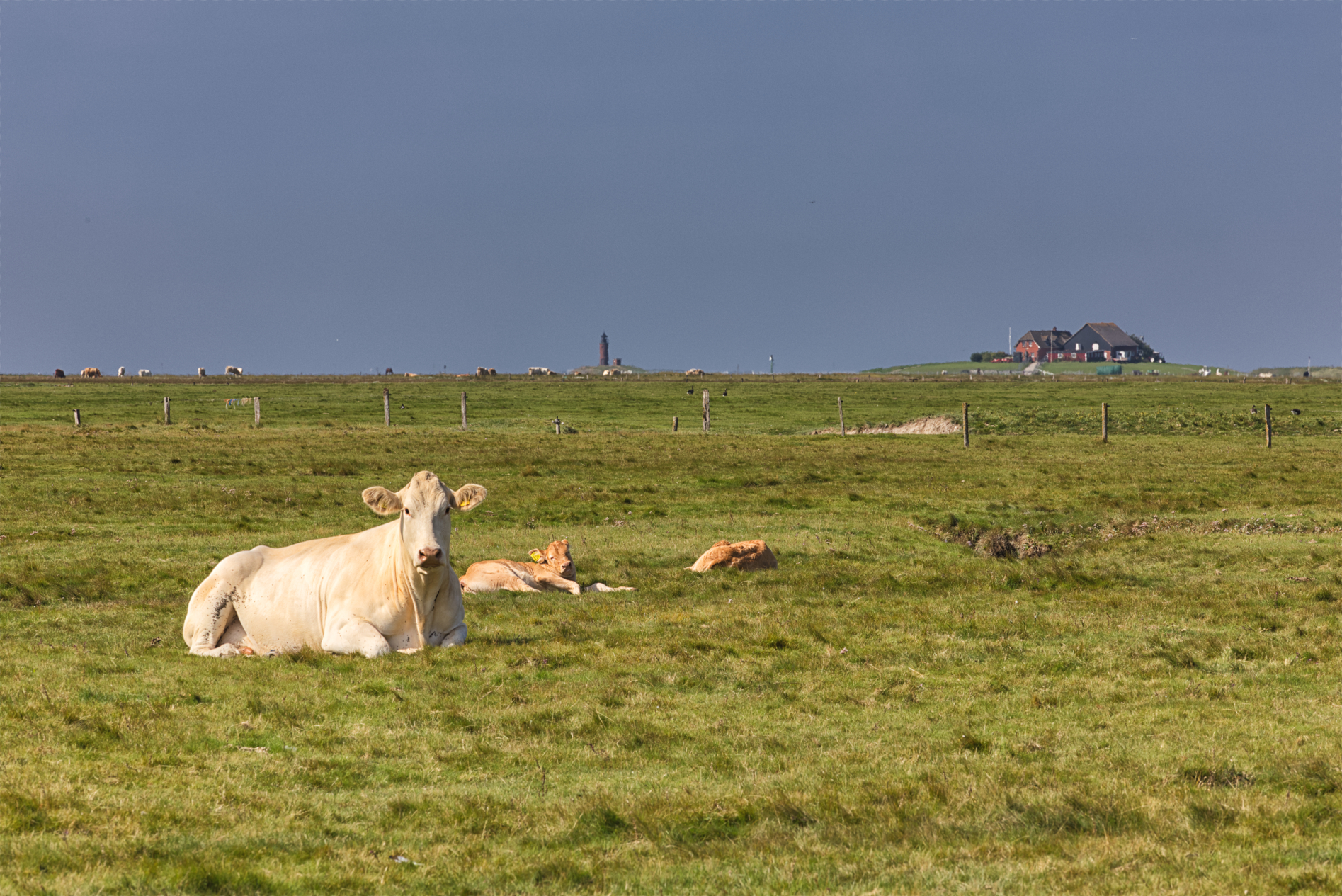 Hallig Langeneß hat uns wieder