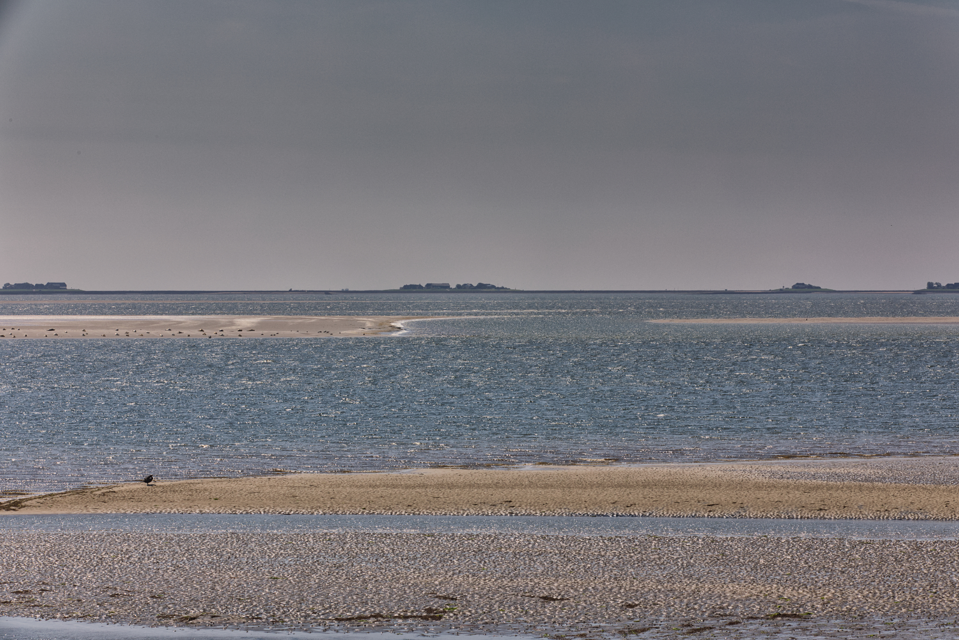 Hallig Langeneß hat uns wieder