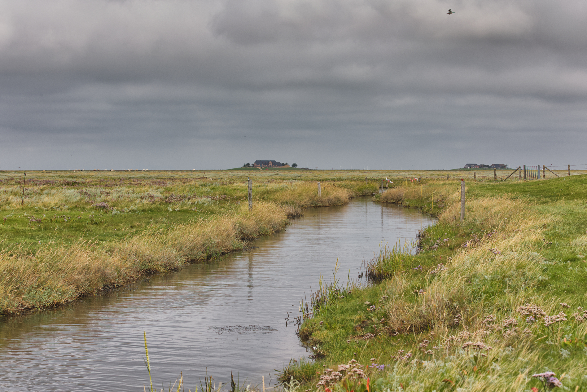 Hallig Langeneß hat uns wieder