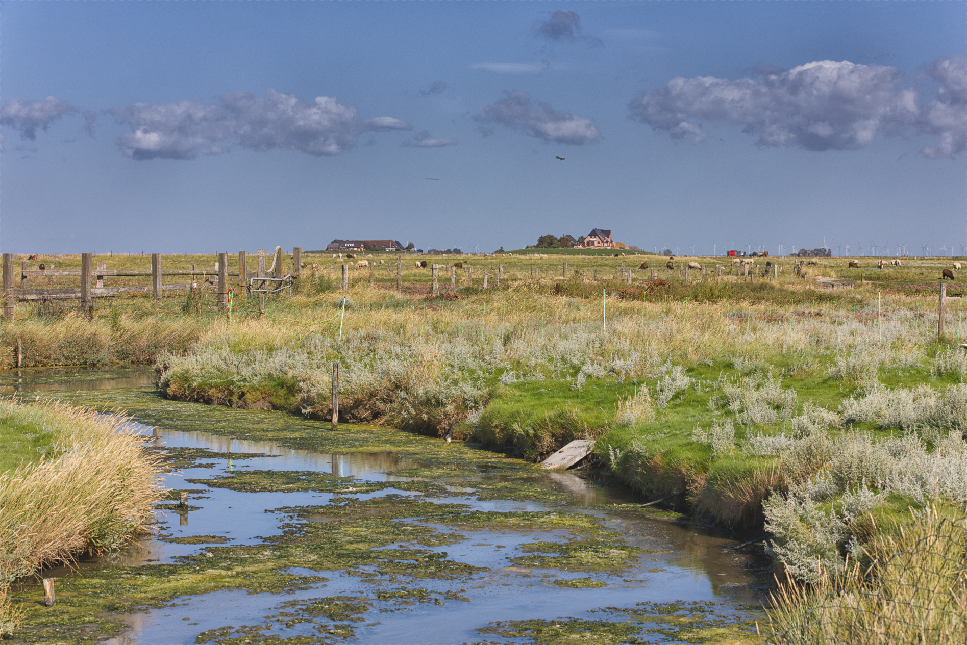 Hallig Langeneß hat uns wieder