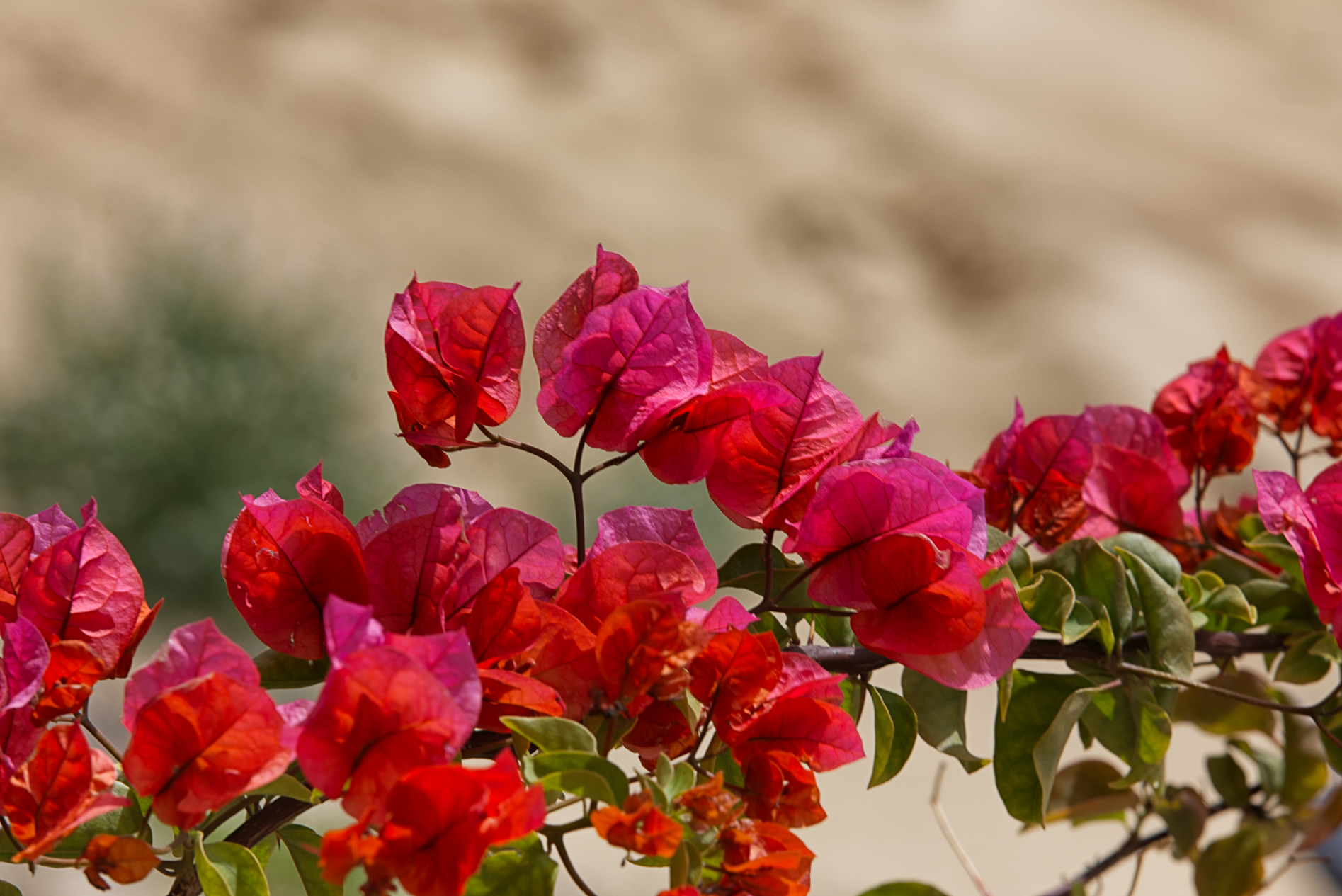 Morro Jable - what else?