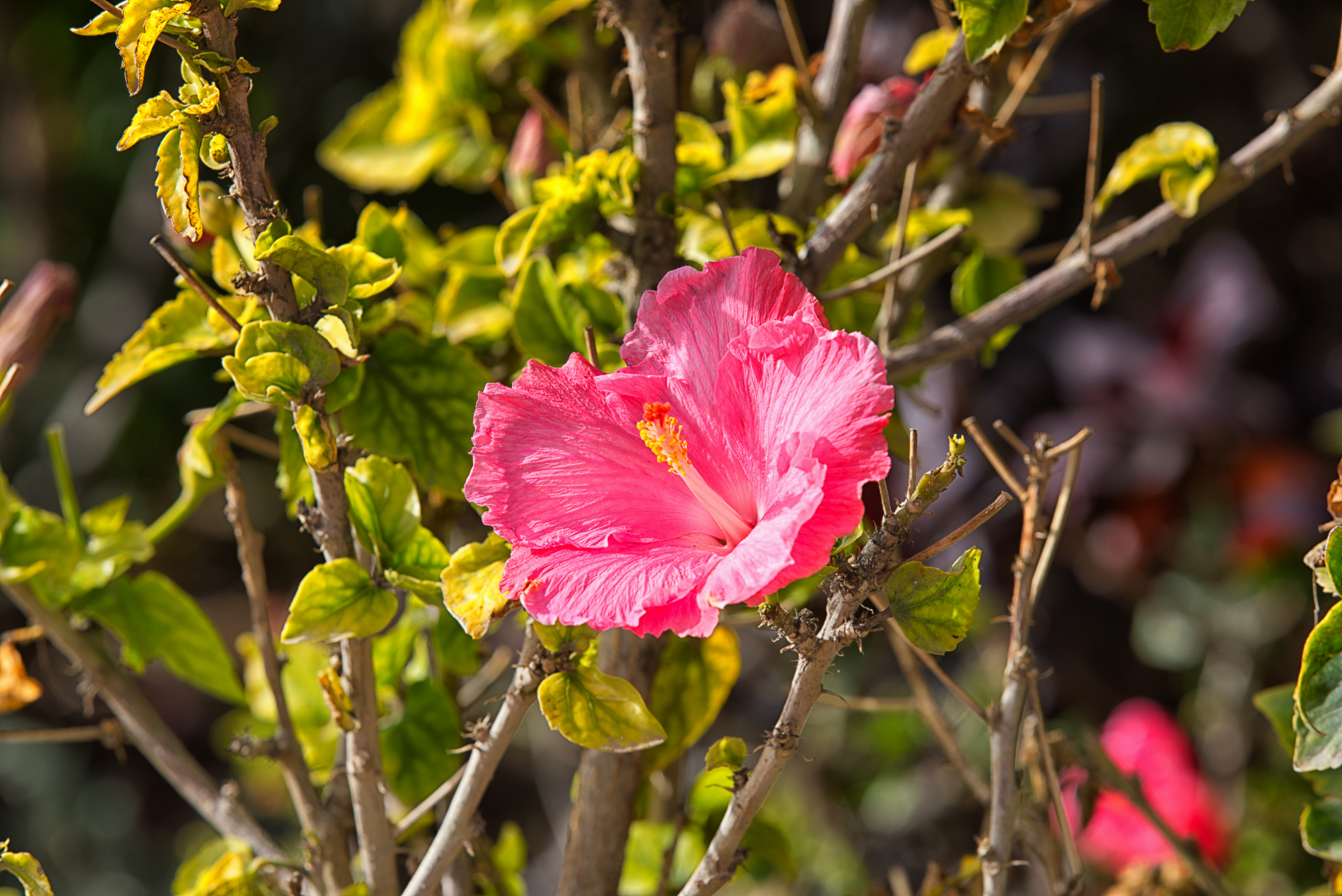 Morro Jable - what else?