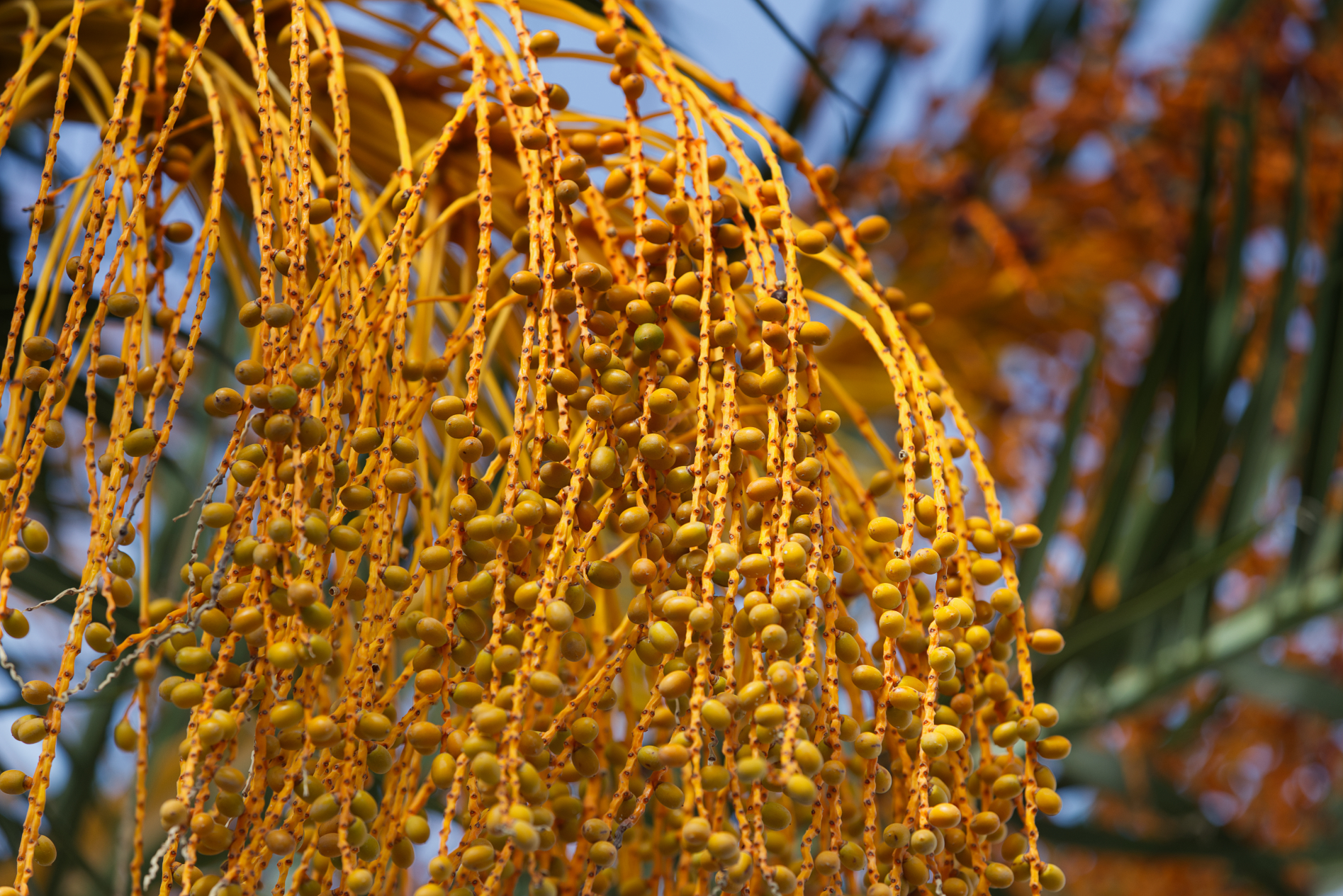 Morro Jable - what else?