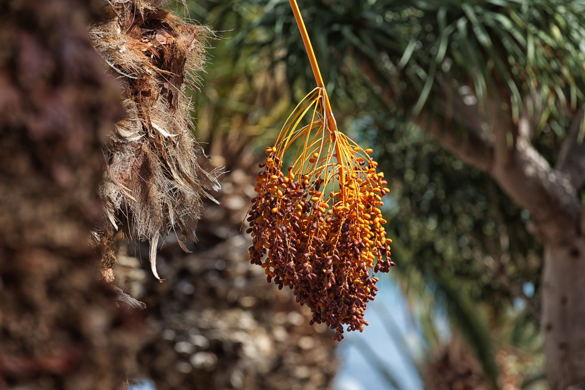 Morro Jable - what else?