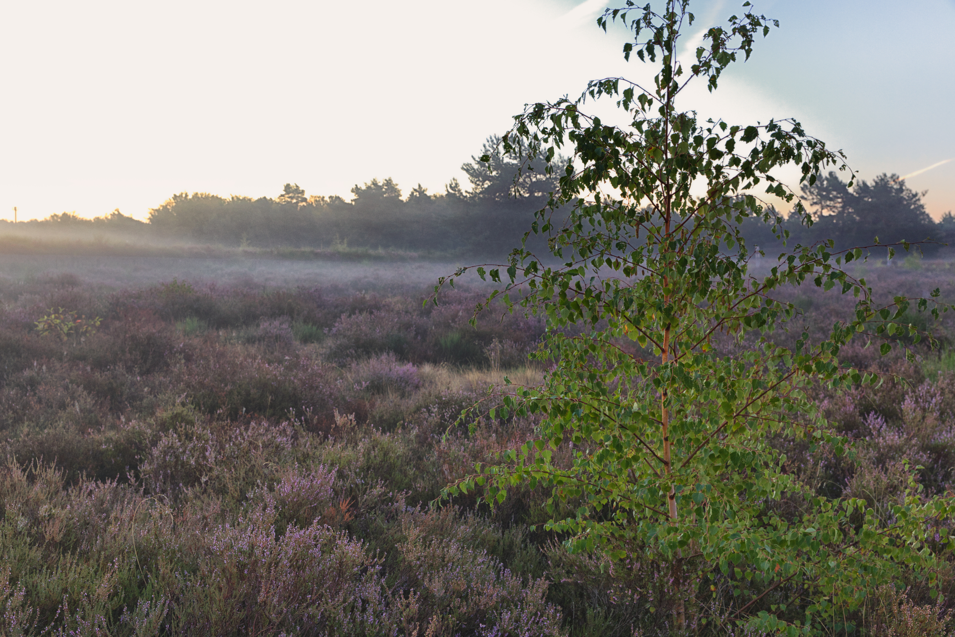 Mehlinger Heide 2