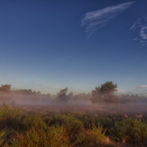 Mehlinger Heide 8