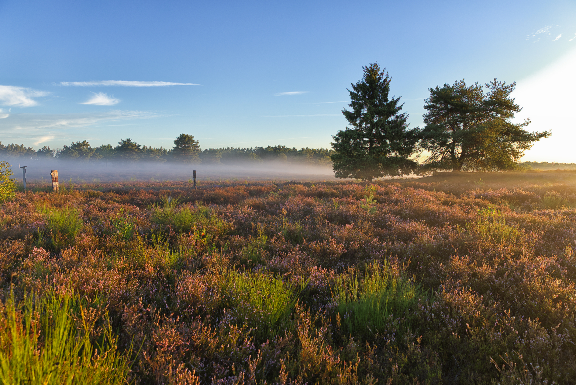 Mehlinger Heide 9