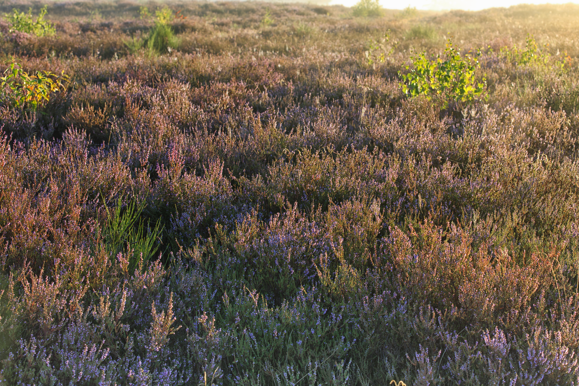 Mehlinger Heide 14