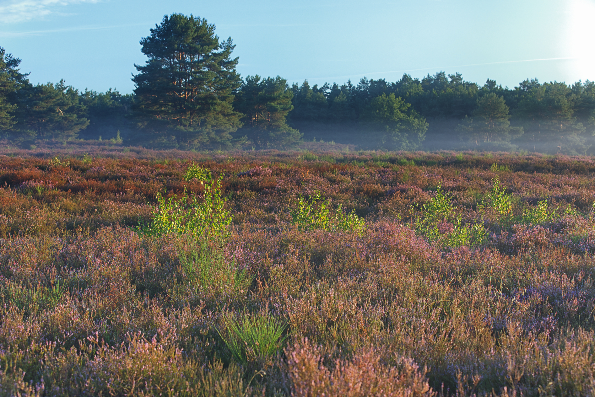 Mehlinger Heide 15